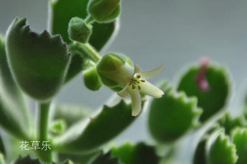 多肉熊掌花怎么修剪和摘心，才会很快长出熊掌一样的“红爪子”